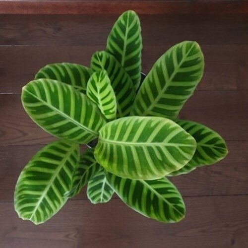 Calathea zebrina