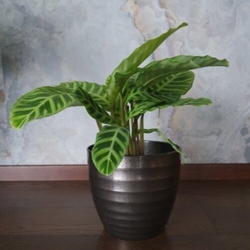 Calathea zebrina