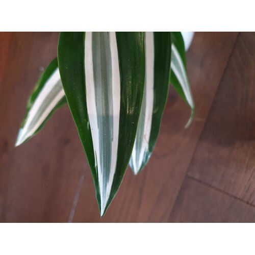 Dracena Green White