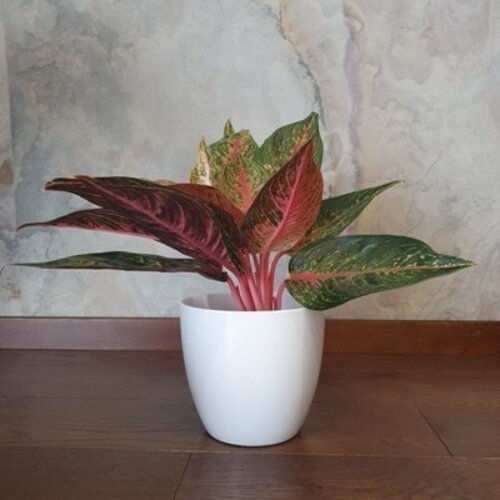 Aglaonema Florida