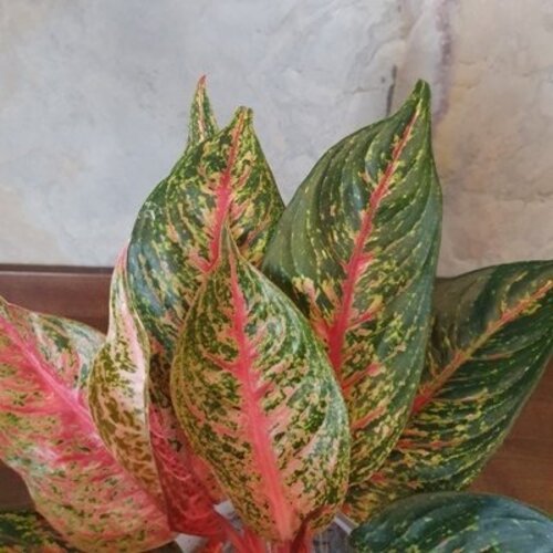 Aglaonema Florida