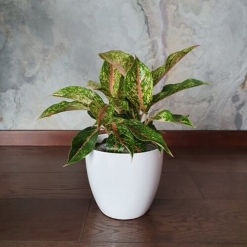 Aglaonema Hollywood