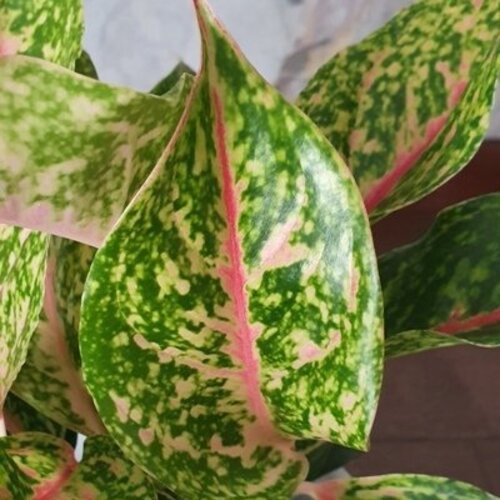 Aglaonema Hollywood