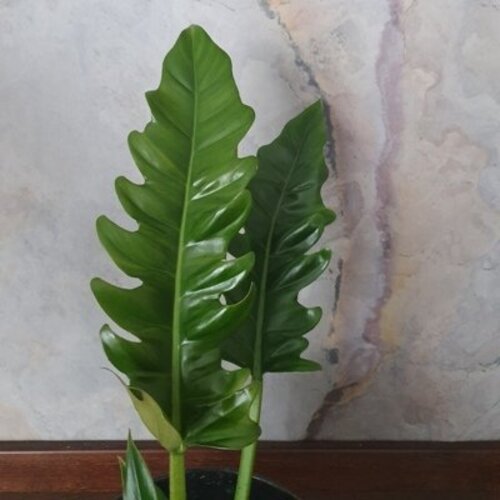 Philodendron Narrow Escape