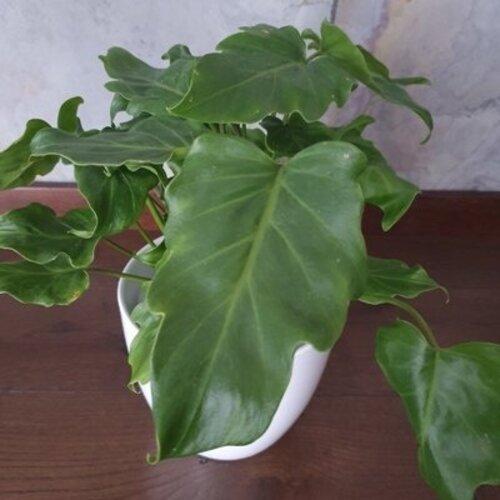 Philodendron Xanadu