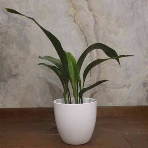 Aspidistra elatior