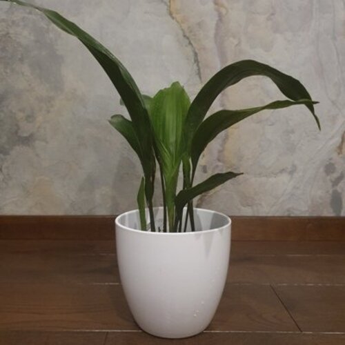 Aspidistra elatior