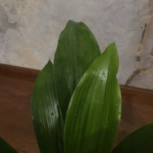 Aspidistra elatior