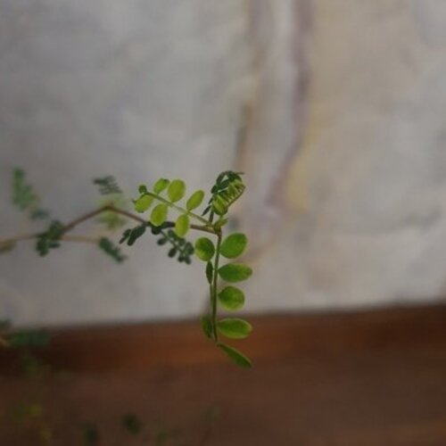 Sophora prostrata Little Baby