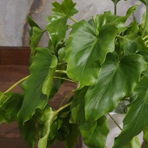 Philodendron selloum Hope