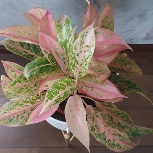 Aglaonema Prestige