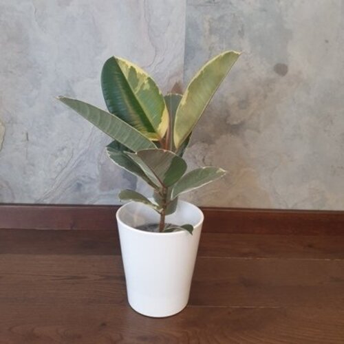 Ficus elastica Tineke