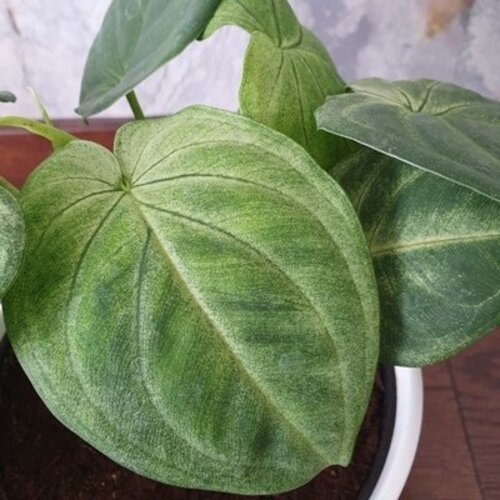 Syngonium macrophyllum Frosted Heart