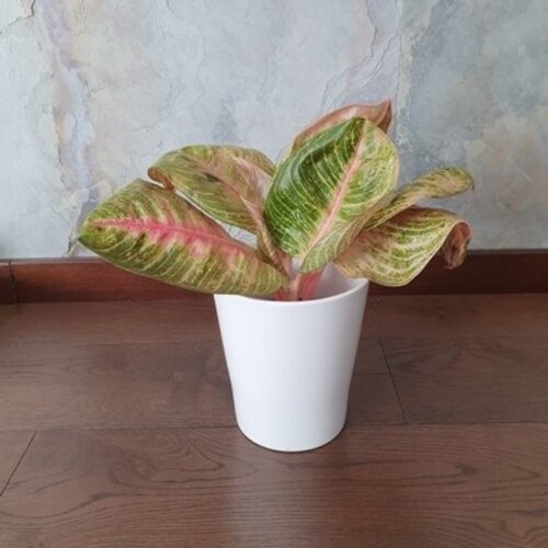 Aglaonema Hughes