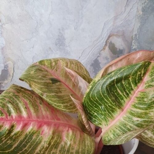 Aglaonema Hughes