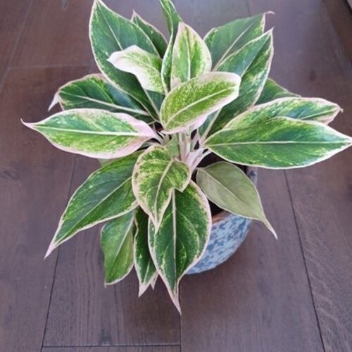 Aglaonema Pink Aurora