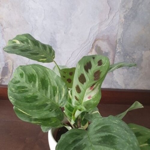 Maranta Kerchoveana Variegata