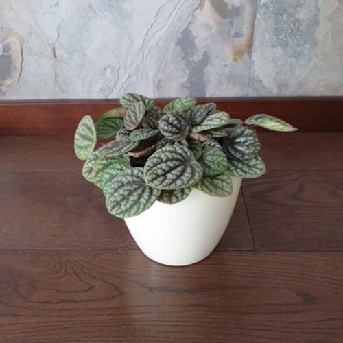 Peperomia caperata Burbella