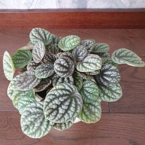 Peperomia caperata Burbella