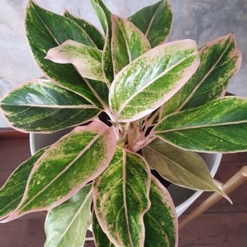 Aglaonema Pink Aurora