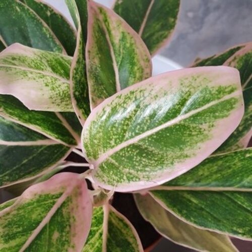 Aglaonema Pink Aurora