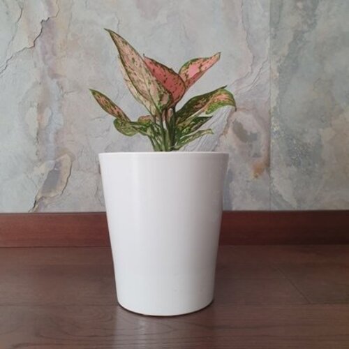 Aglaonema Lady Valentine