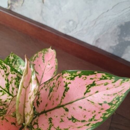 Aglaonema Lady Valentine