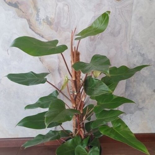 Philodendron erubescens Red Emerald