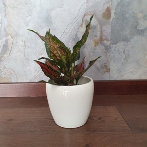 Aglaonema Little spotted