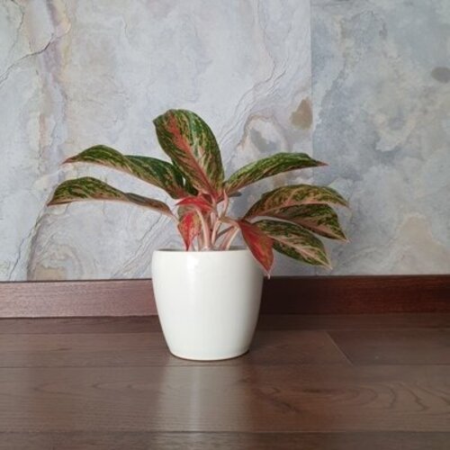 Aglaonema Thai star