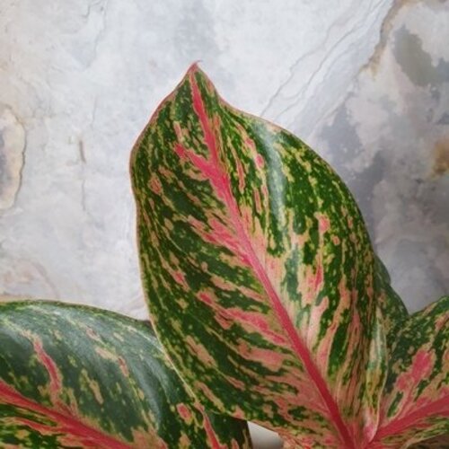 Aglaonema Thai star