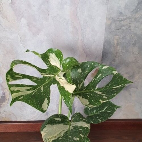 Monstera deliciosa Thai Constellation