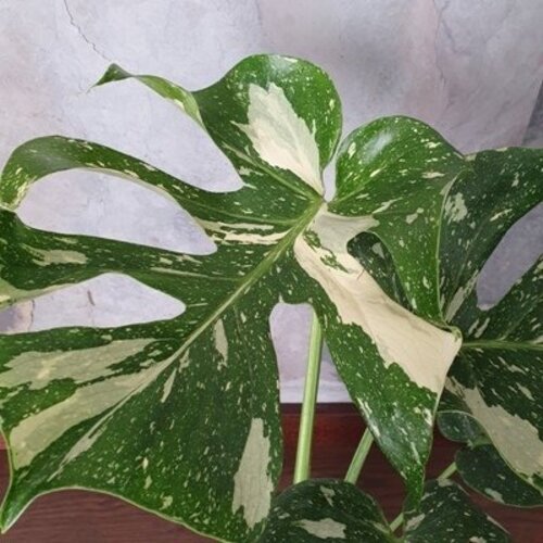 Monstera deliciosa Thai Constellation