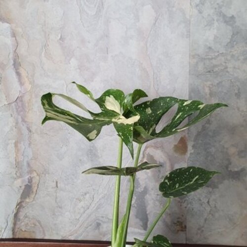 Monstera deliciosa Thai Constellation