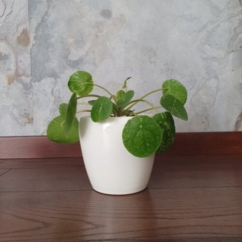 Pilea Peperomioides Mojito