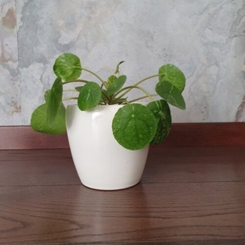 Pilea Peperomioides Mojito