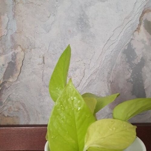 Epipremnum Golden Pothos