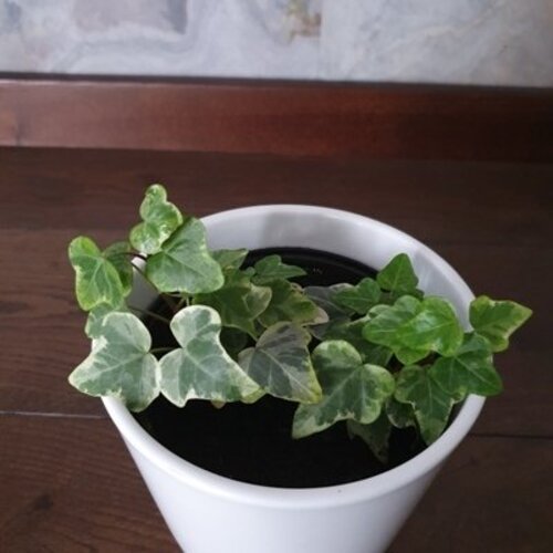 Hedera Helix Variegata