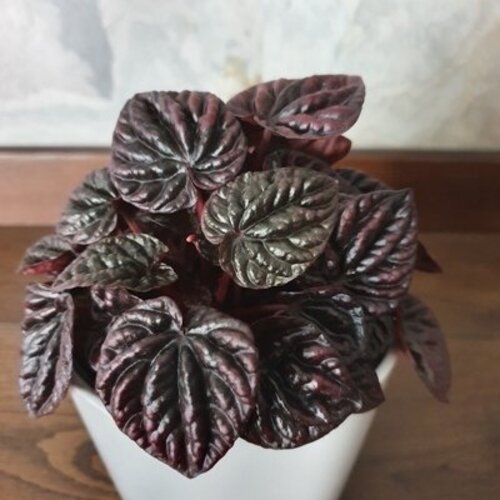 Peperomia caperata Schumi Red