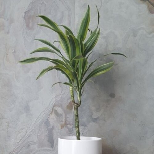 Dracaena fragrans Lemon Lime