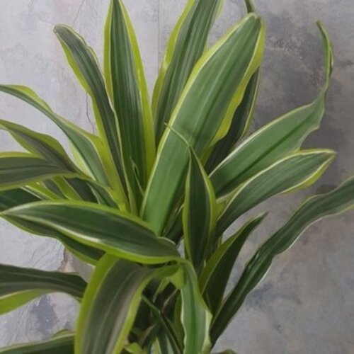 Dracaena fragrans Lemon Lime