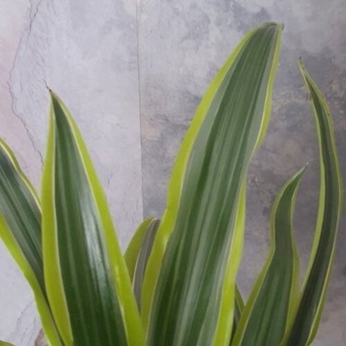 Dracaena fragrans Lemon Lime