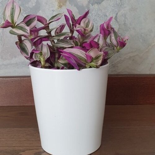 Tradescantia Nanouk