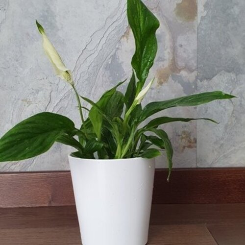 Spathiphyllum Pearl Cupido