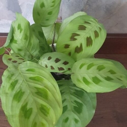 Maranta leuconeura