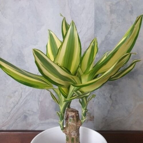 Dracena wonna Yellow Coast