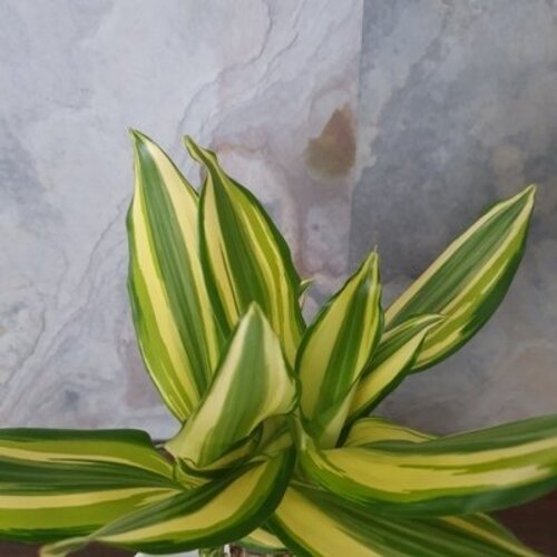 Dracena wonna Yellow Coast