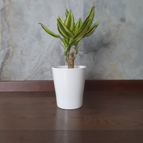 Dracena wonna Yellow Coast