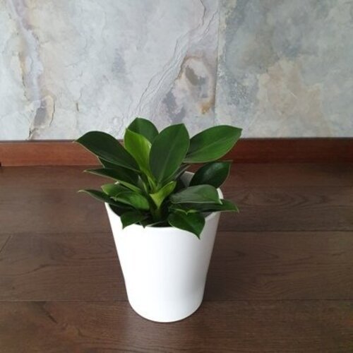 Philodendron Green Princess