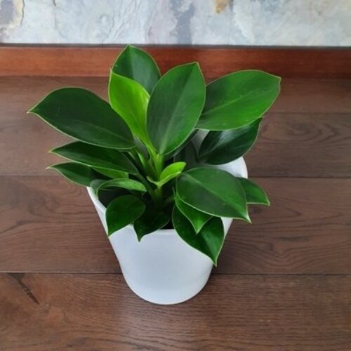 Philodendron Green Princess